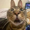 pnut