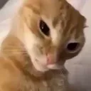 sillycat