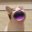 sfomegalulcat sfomegalulcat