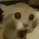 O_