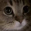 meow meow