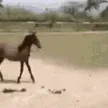 horsewalk