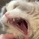 boomerAAAA boomerAAAA
