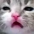 ewCat ewCat