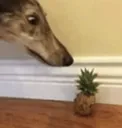 stare stare