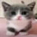 catkat