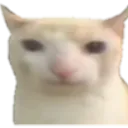 catnonut