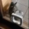 CatFlapSlap