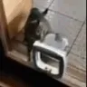 catslap
