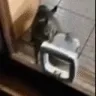 catslappinghard