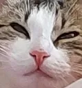 bigsus