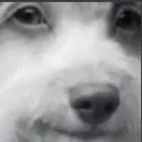 sf_dwaynedog