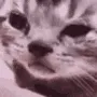 sadcat