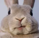 bunnywat