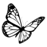 xbuttefly