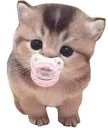 bebi