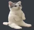 catsit catsit