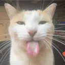 Silly