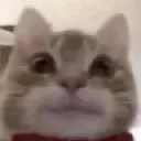 cat_stare