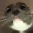 CatStare
