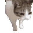 Catplaysdead Discord Emoji