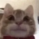 cathappy