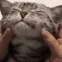 catsquish