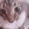 cat_insane