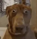spooked