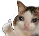 Thumbupcat Discord Emoji