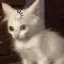 Cat Loading catloading Discord Emoji