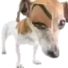 DogWat