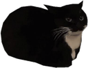 Maxwell Discord emoji