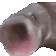 pogfishhuge