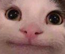 beluga Discord emoji