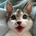 cat_happy