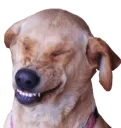 doggolauging