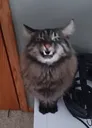 mogi