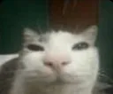 ZZhmyesok