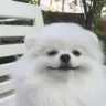 WEST_SmileDog