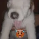 Hotuwu Discord Emoji