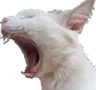 screamma