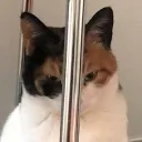 cat_watchadoin