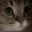 catmeow