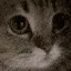 Meow Meow