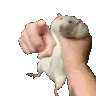 GerbilYou