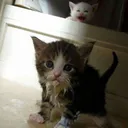 Soaked Cat Discord Emoji