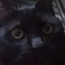 Meme Cat Wtf Discord Emoji