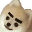 dogeBrows