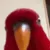 birb
